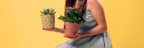 Second Plan(t) Collection